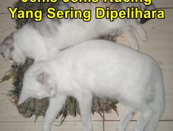 Jenis-Jenis Kucing Yang Sering Dipelihara