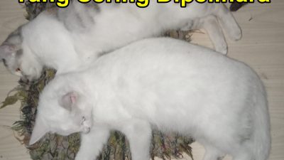 Jenis-Jenis Kucing Yang Sering Dipelihara